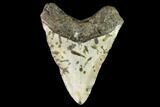 Bargain, Fossil Megalodon Tooth - North Carolina #109738-2